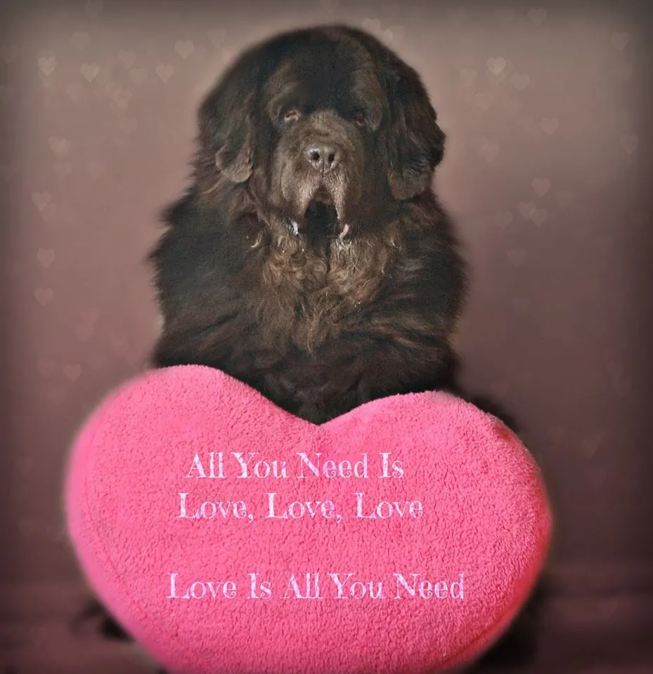 Sensitive mature adult brown male seeks mature female of any color or large breed. I'm big brown and fluffy. I groom regularly. My likes include long walks, playing catch, cuddling, naps, mud, snow, good food, slobber bubbles and quiet evenings at home.