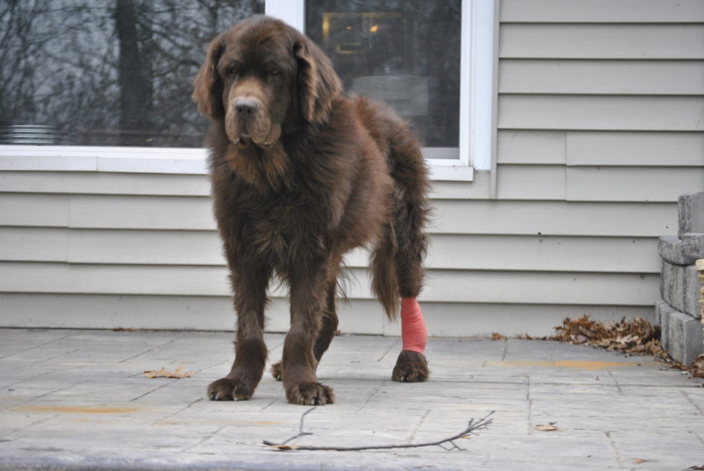 Stages Of Pressure Sores And Wound Healing In Dogs