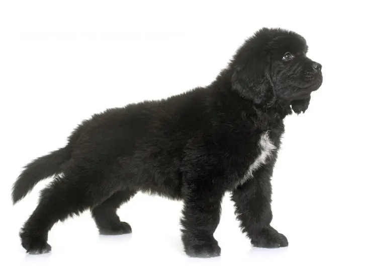 purebred black newfie puppy