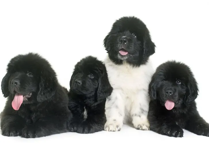black and white newfie puppies