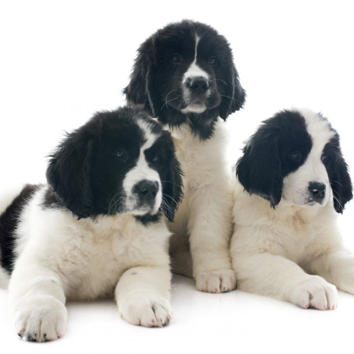 purebred newfoundland puppies sitting in a group