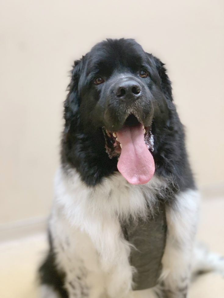 Dedrooling. Tips On Removing Dried Dog Drool From Your Home My Brown