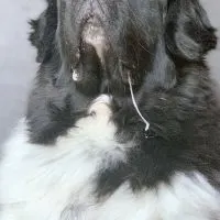 big dog drooling on couch