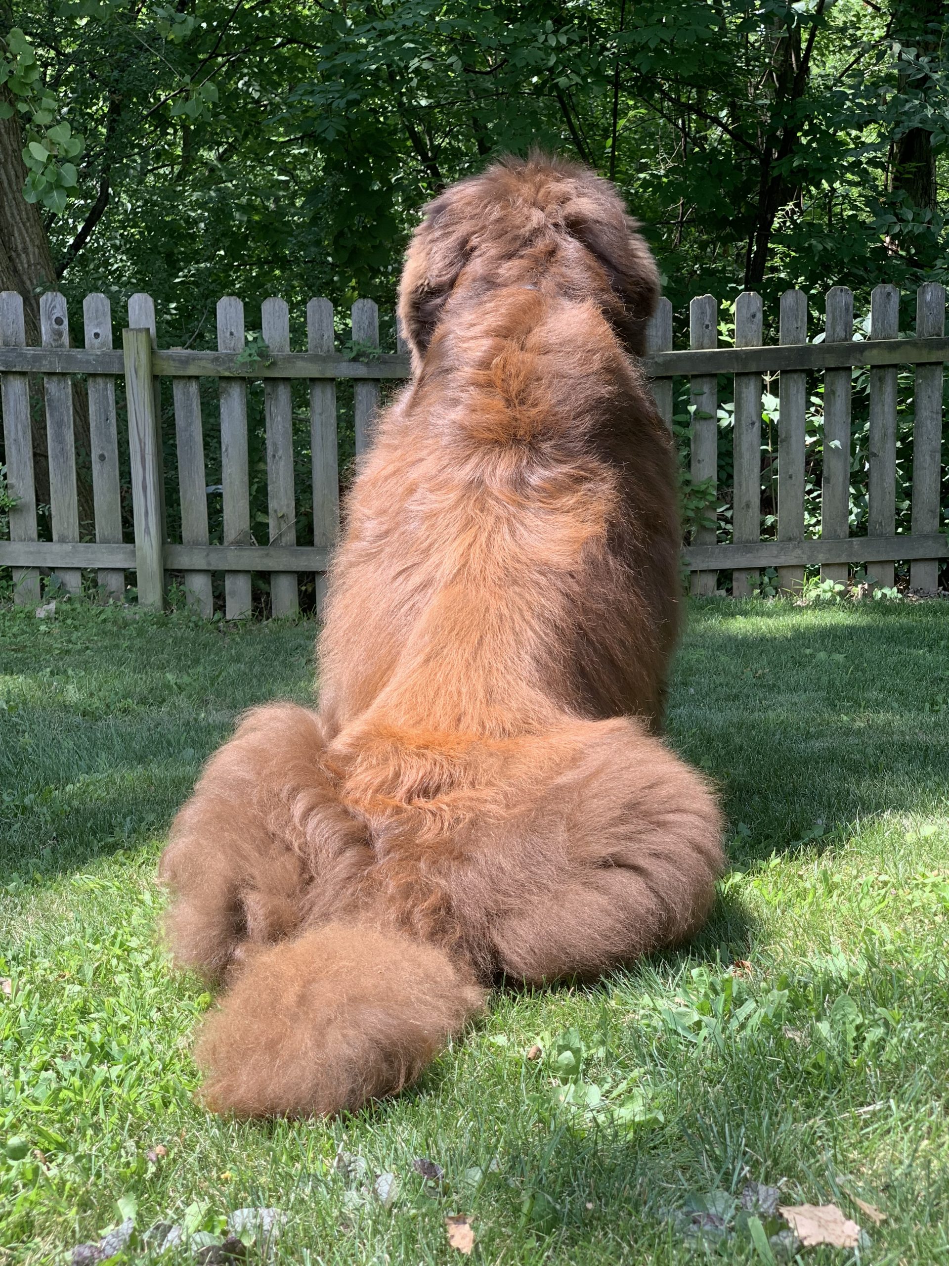 If Your Dog Eats Rocks, You Should Probably Read This. My Brown Newfies
