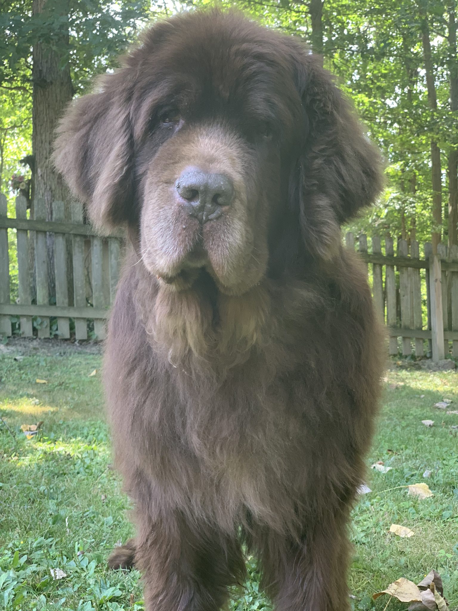 If Your Dog Eats Rocks, You Should Probably Read This. My Brown Newfies