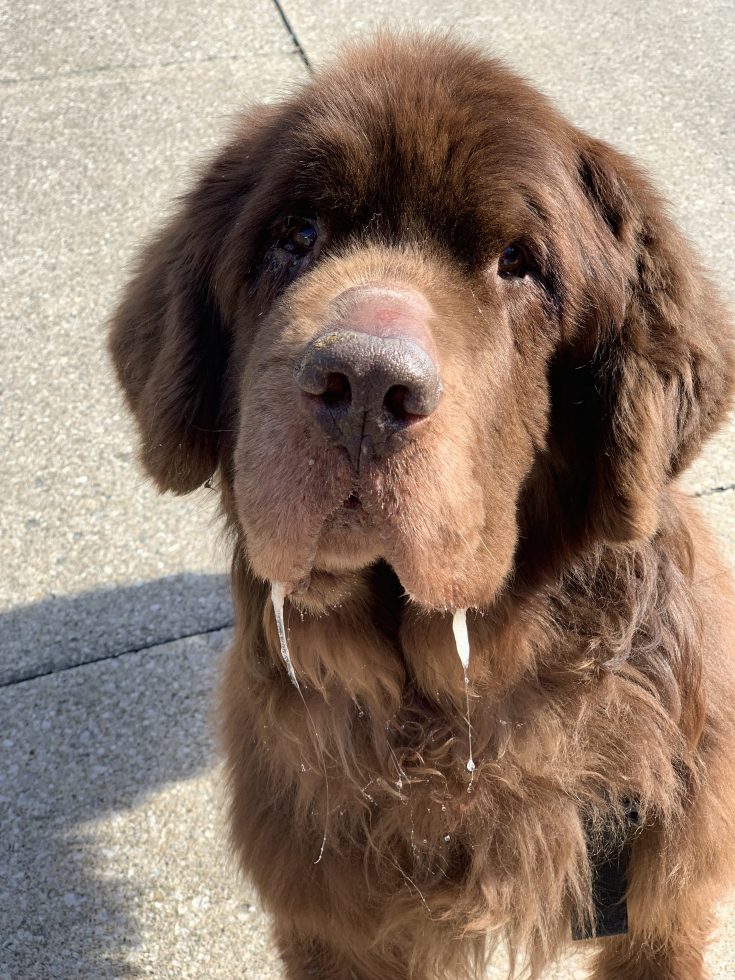 If Your Dog Eats Rocks, You Should Probably Read This. My Brown Newfies
