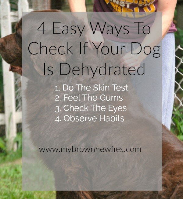 4 easy ways to check if your dog is dehydrated 1