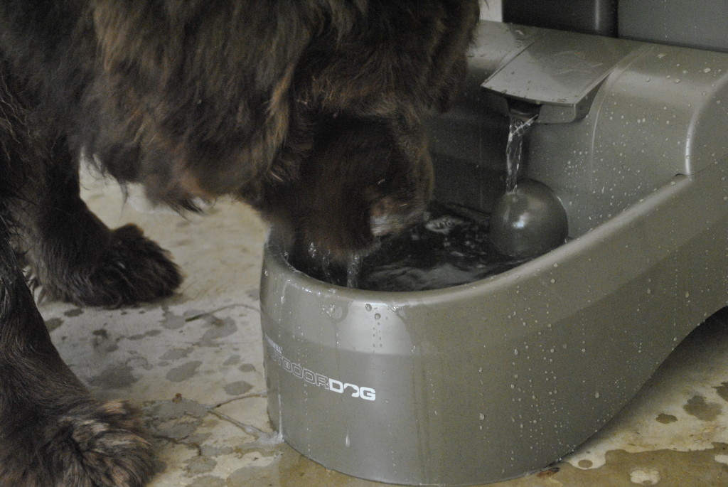 dog drinking from dog fountain 