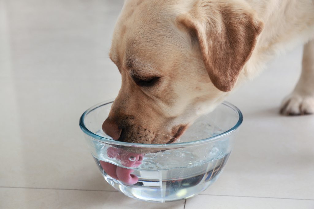 how much water should a dog drink a day