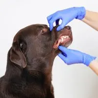 check your dog's gums to see if they are dehyrated