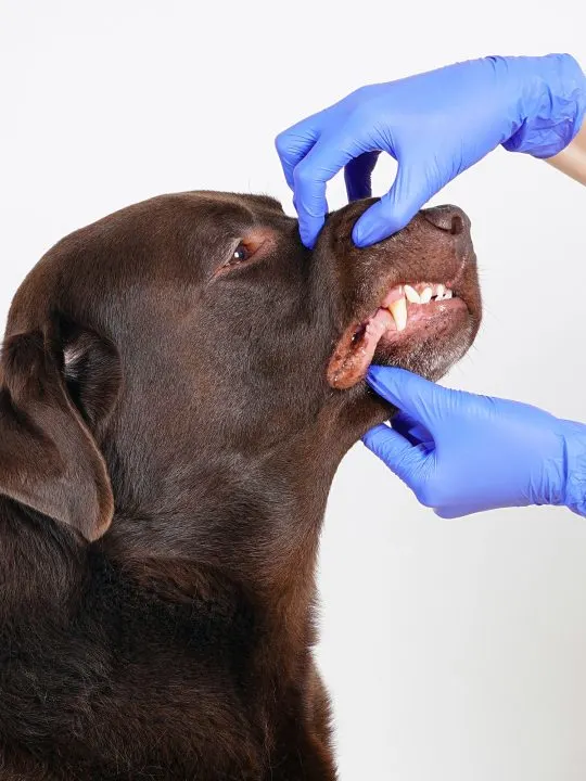 check your dog's gums to see if they are dehyrated