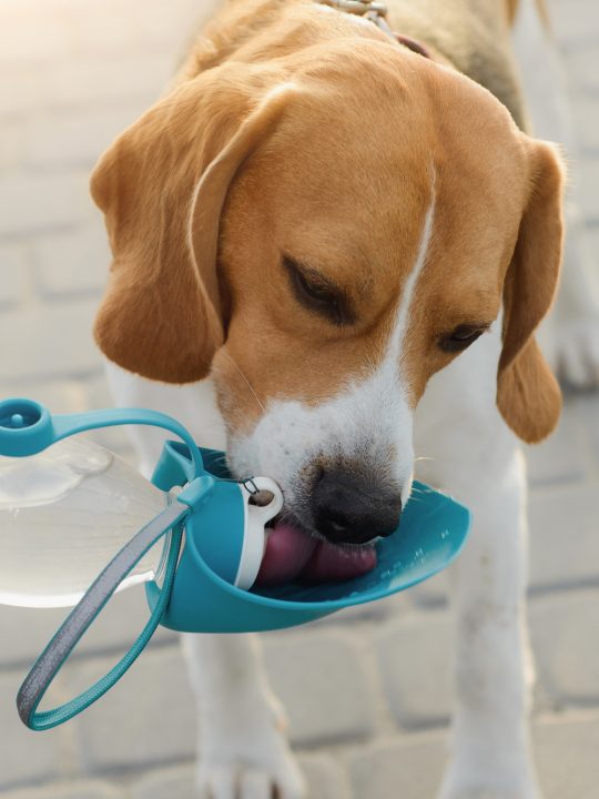 dog drinking out of travel water bottle