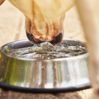 dog drinking fresh bowl of water