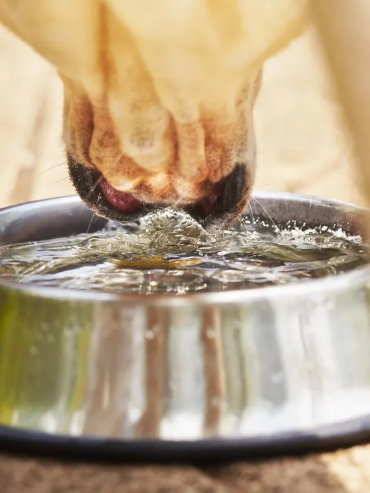 dog drinking fresh bowl of water
