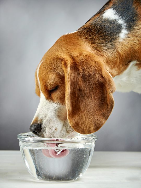 how much water should a dog drink in 24 hours