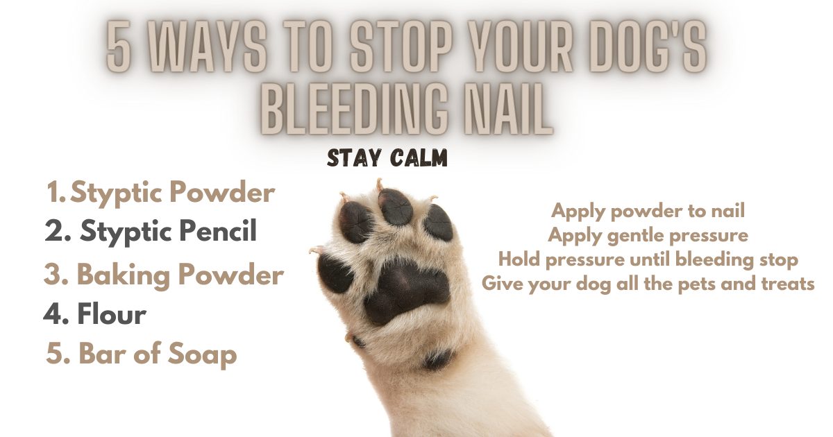 5 Easy Ways To Stop A Dog's Bleeding Nail - My Brown Newfies