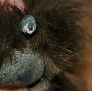 black dog nail bleeding after nail trim