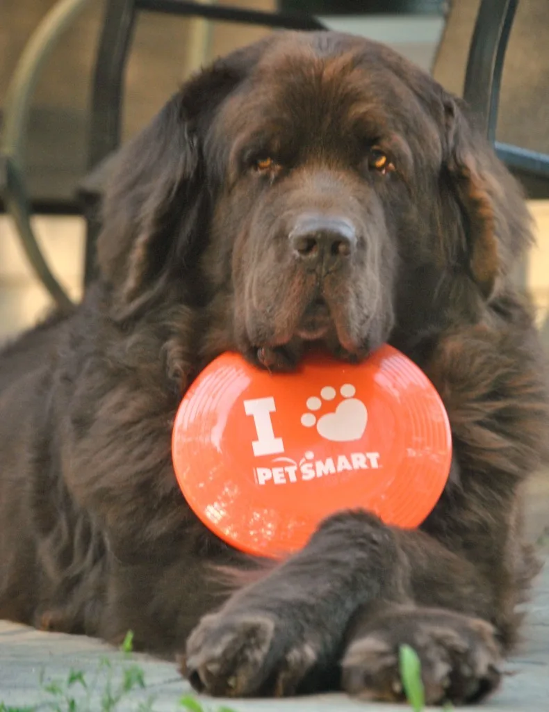 8 Jobs For Dogs Who Don&rsquo;t Like The Summer