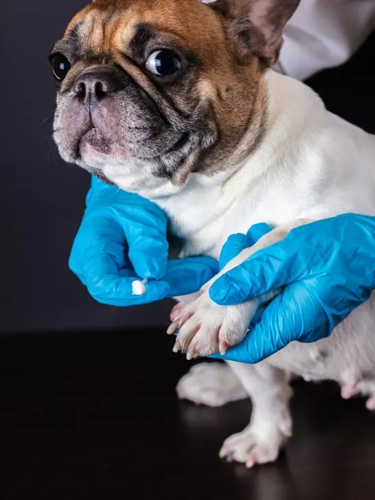vet applying pressure to a dog's bleeding nail