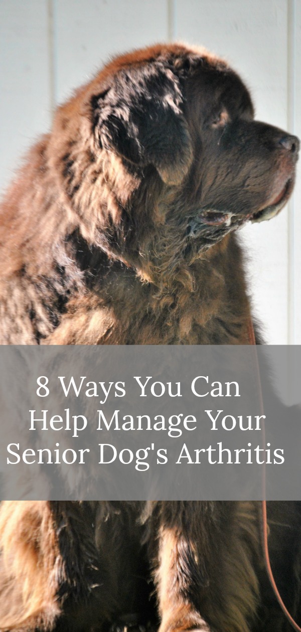 8 Ways You Can Help Manage Arthritis In Senior Dogs My Brown Newfies