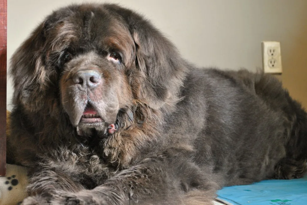 8 Ways You Can Help Manage Arthritis In Senior Dogs