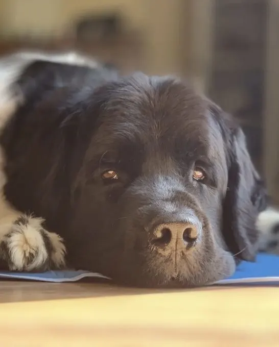 Cooling pads help your dog regulate their body temperature and combat excessive heat,