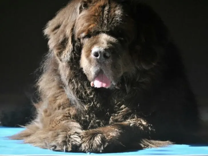 Do cooling mats for dogs really cool the pet down