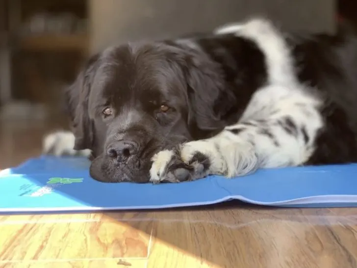 are pet cooling mats worth the money