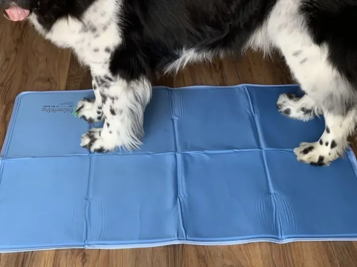 dog standing on summer cooling pet mat pad