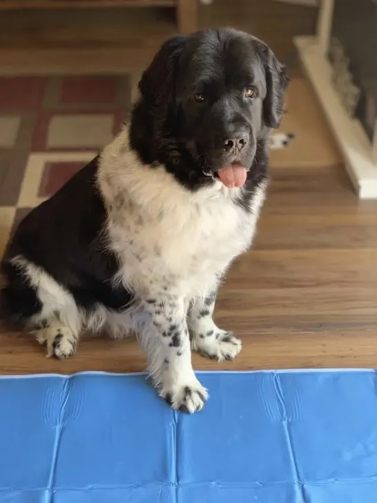 cooling mats usually stay cool to the touch for a 2-3 hours
