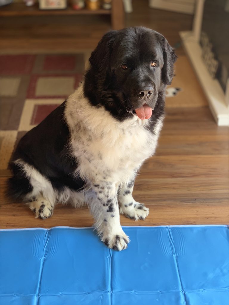 newfie sitting on cooling mat