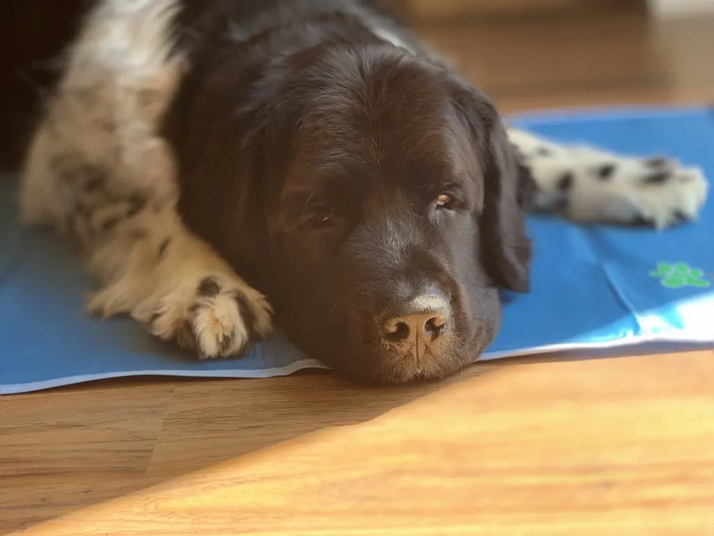 big dog on cooling mat