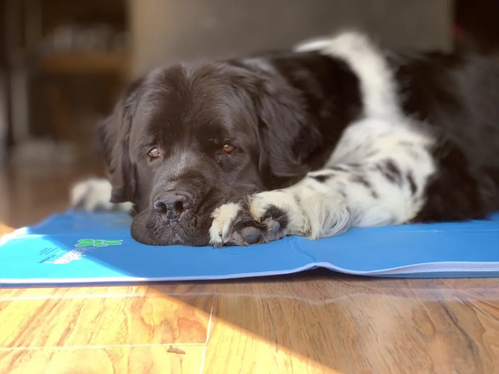 newfoundland dog laying on a cooling pad