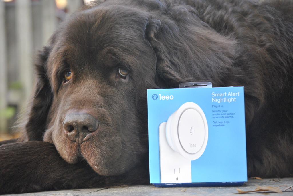 Leeo Smart Alert for National Animal Safety and Protection Month