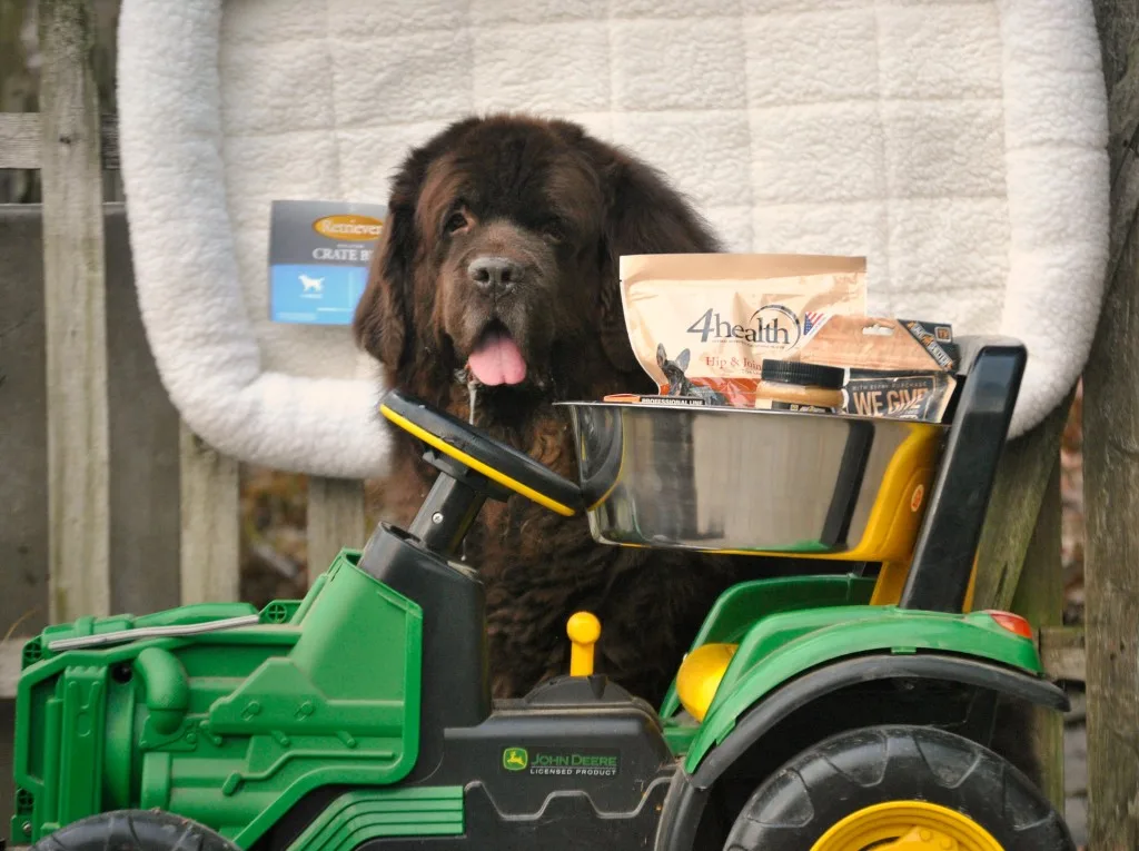 TSC Helps Us Give To Rescues That Care For Giant Breed Dogs 