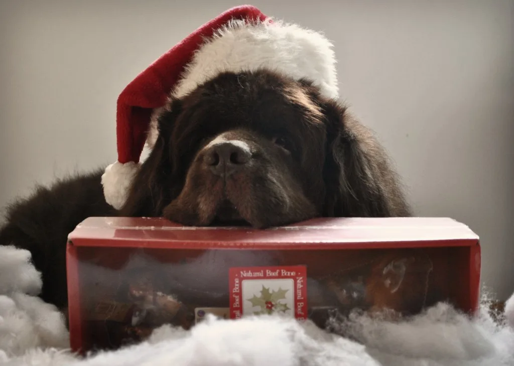 'Twas The Night Before Christmas Staring Jones Natural Chews #MakingDogsSmile