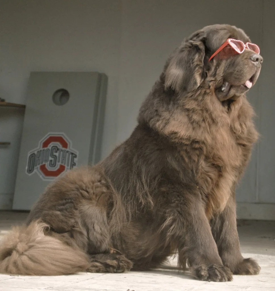 Single Brown Male Dog Looking For Love In All The Wrong Places.