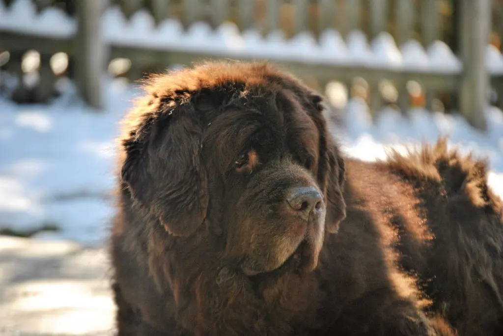 So You Think You Want A Newfoundland. Here's 9 Things You Should Know