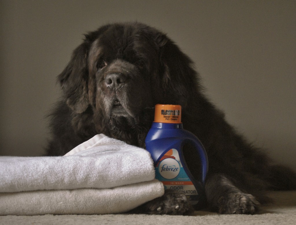 How To Keep Dog Towels Smelling Clean During Mud Season