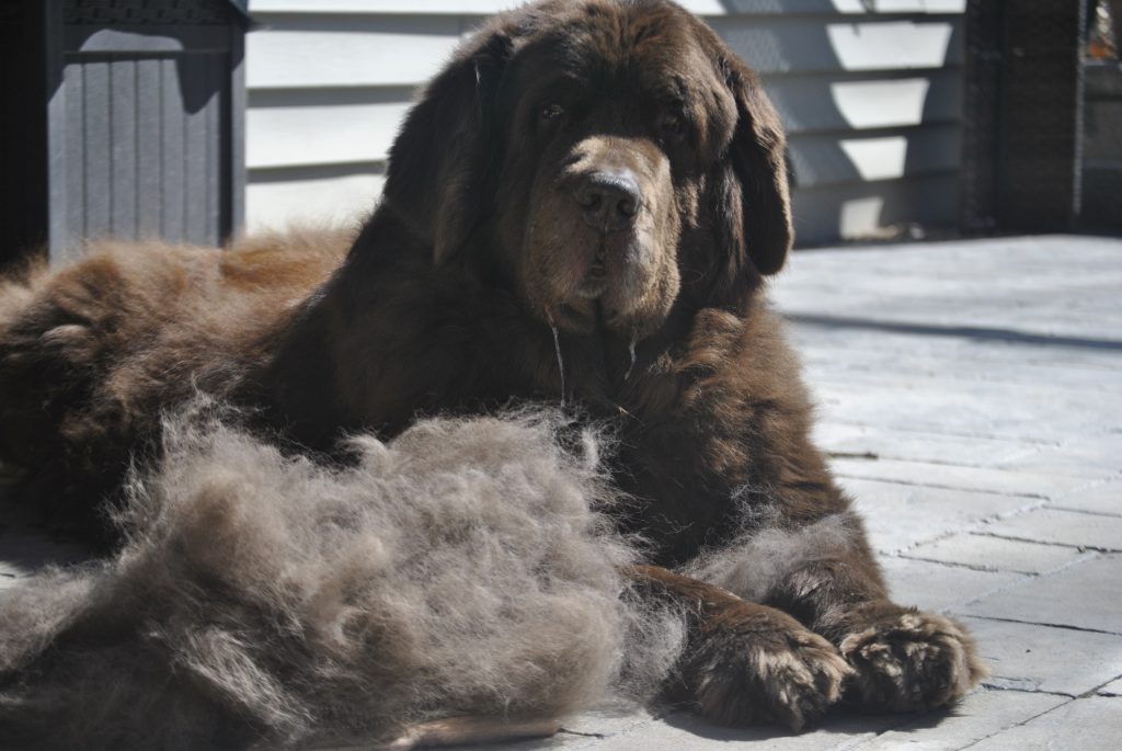 So You Think You Want A Newfoundland. Here's 9 Things You Should Know