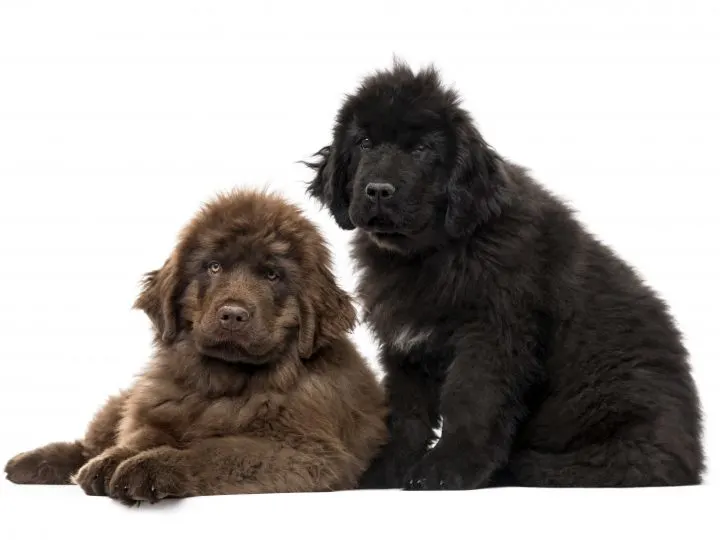 brown and black newfoundland puppies