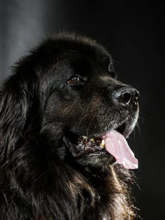 so you think you want a newfoundland