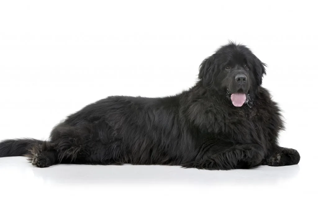 So You Think You Want A Newfoundland Here S 9 Things You Should Know My Brown Newfies