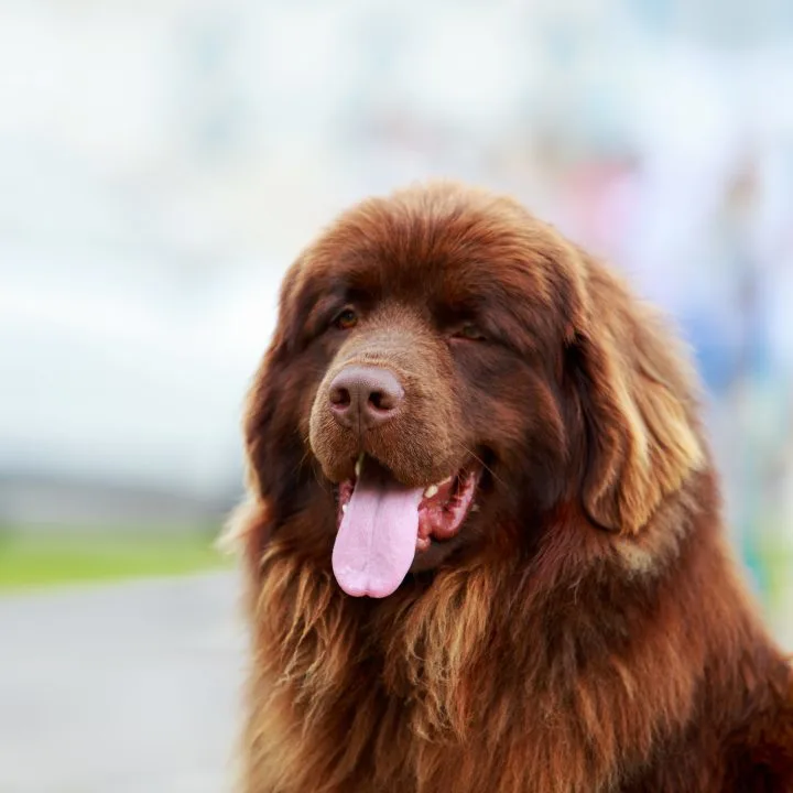 brown newfoundland dog sitting
