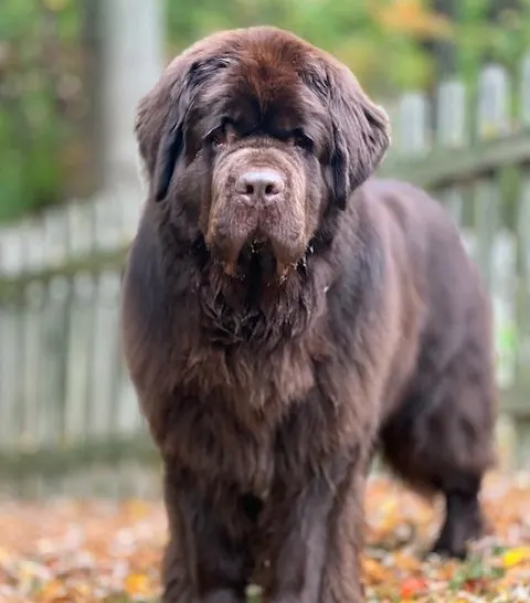 adult brown Newfoundland dog standing in yard