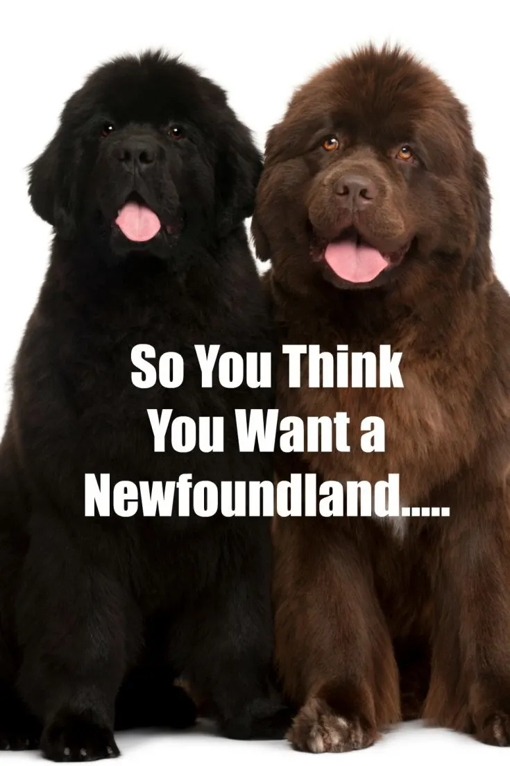 black and brown newfoundland dogs