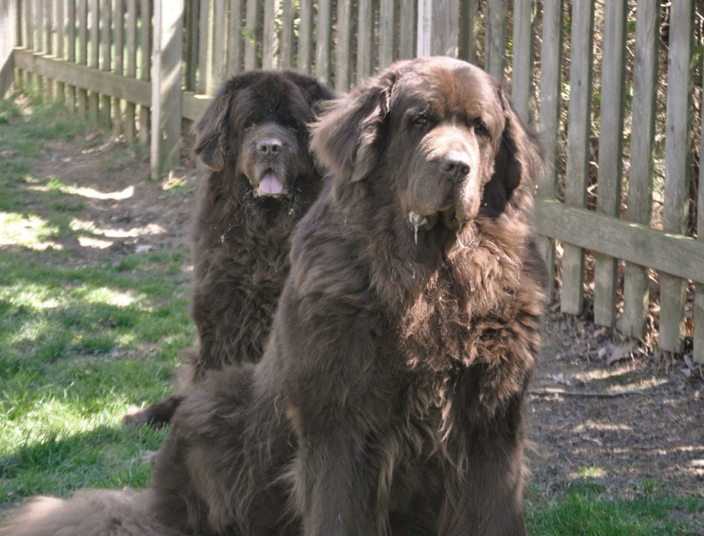 How much does a Newfoundland dog weigh?