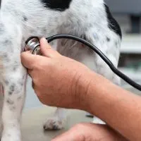 person listening to dog's heart rate