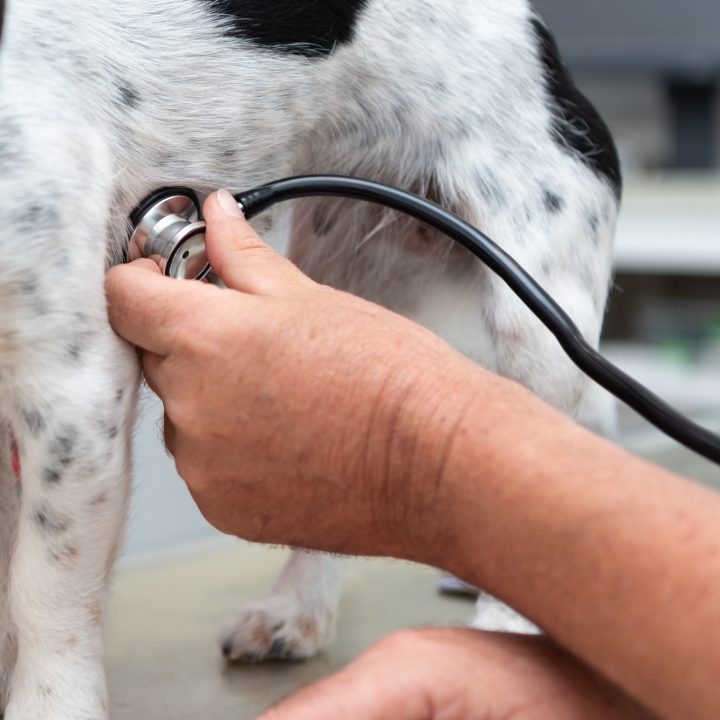 a regular heart rate in adult dogs can be 60-160