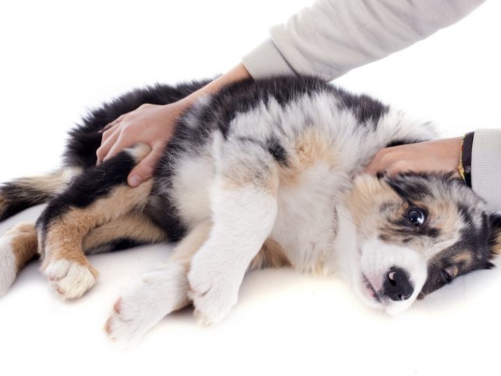 checking dog's pulse from back leg